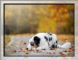 Alejka, Owczarek australijski, Australian shepherd, Liście